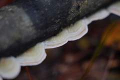 Trametes hirsuta