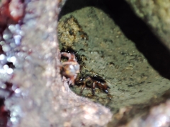 Homotrigona apicalis