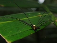 Megalopsalis coronata
