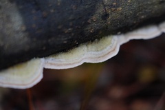 Trametes hirsuta