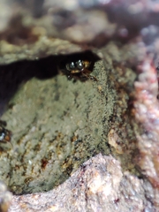 Homotrigona apicalis
