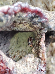 Homotrigona apicalis