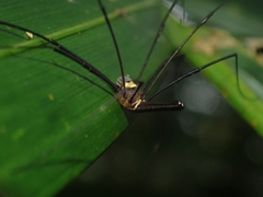 Megalopsalis coronata