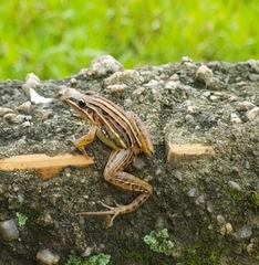 Leptodactylus gracilis