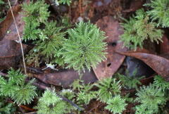 Hypnodendron