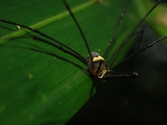 Megalopsalis coronata