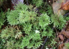 Hypnodendron