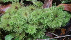 Hypnodendron