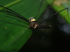 Megalopsalis coronata