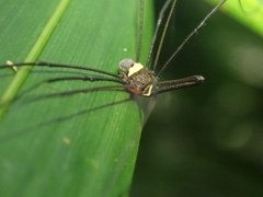 Megalopsalis coronata