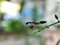 Odontomantis planiceps