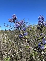 Ceanothus tomentosus