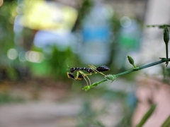 Odontomantis planiceps