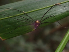 Megalopsalis coronata