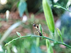 Odontomantis planiceps