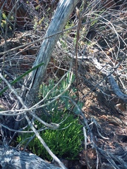 Cotyledon orbiculata orbiculata