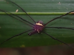 Megalopsalis coronata