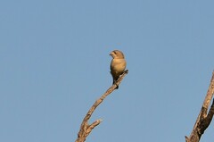 Aphelocephala leucopsis