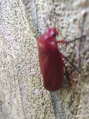 Homalogrypota