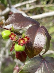 Jatropha