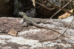 Platysaurus mitchelli