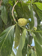 Morinda