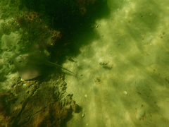 Trygonoptera imitata