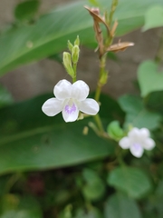 Asystasia gangetica