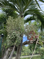 Areca
