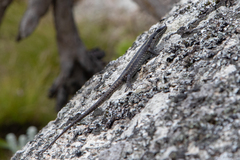 Trachylepis mlanjensis