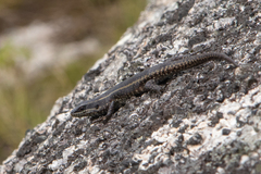 Trachylepis mlanjensis