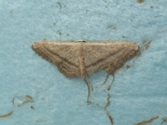 Idaea mediaria