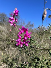Lathyrus vestitus alefeldii