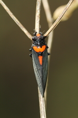 Huechys sanguinea