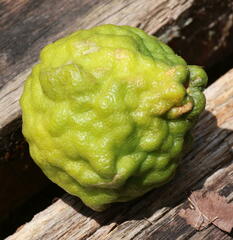 Citrus hystrix