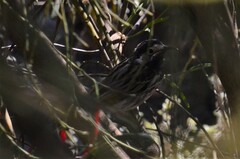 Purnella albifrons