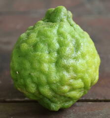 Citrus hystrix