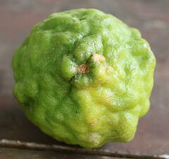 Citrus hystrix