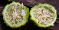 Citrus hystrix