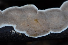 Trametes hirsuta