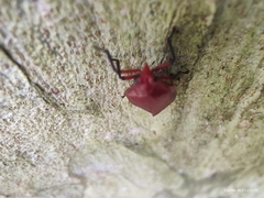 Homalogrypota