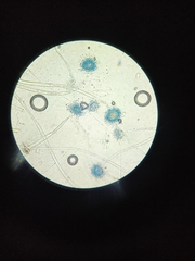 Aspergillus niger