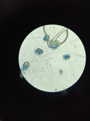 Aspergillus niger