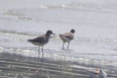 Pluvialis squatarola