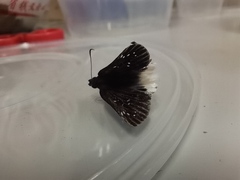 Darpa striata