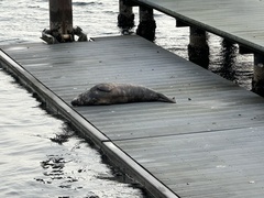 Halichoerus grypus grypus