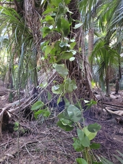 Passiflora tetrandra