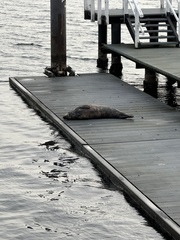 Halichoerus grypus grypus