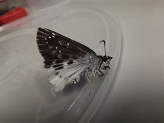 Darpa striata