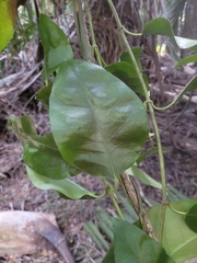 Passiflora tetrandra